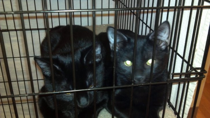 Picture of a cat / kitten / feline