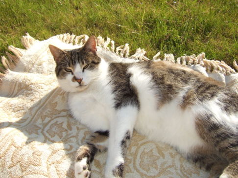 Picture of a cat / kitten / feline