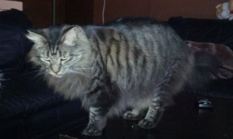 Picture of a cat / kitten / feline