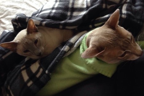 Picture of a cat / kitten / feline