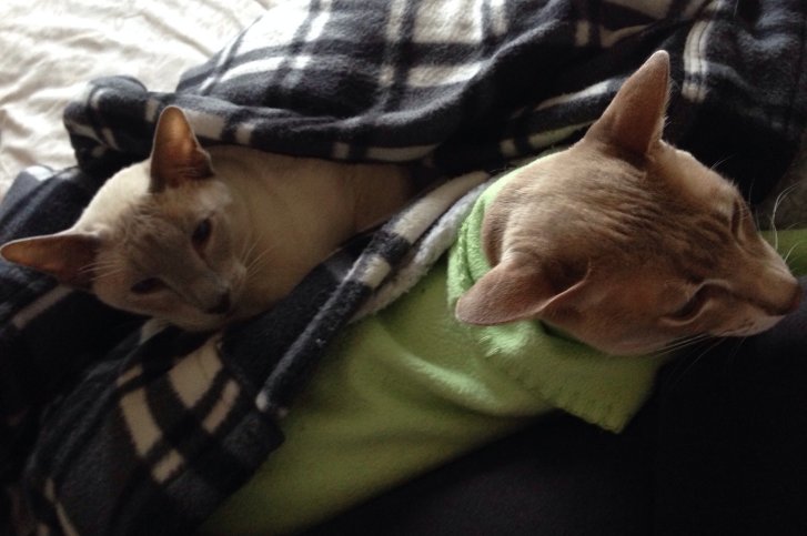 Picture of a cat / kitten / feline