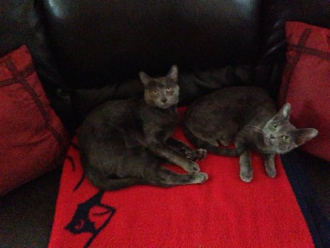 Picture of a cat / kitten / feline