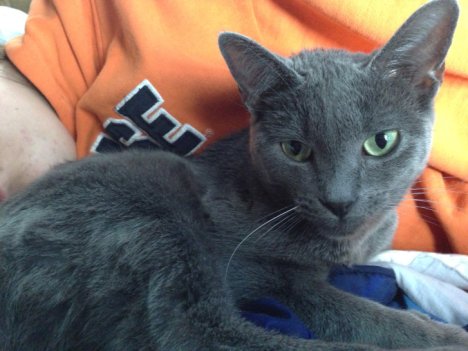 Picture of a cat / kitten / feline