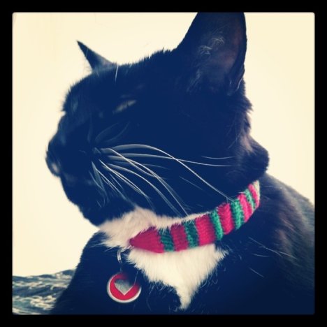 Picture of a cat / kitten / feline