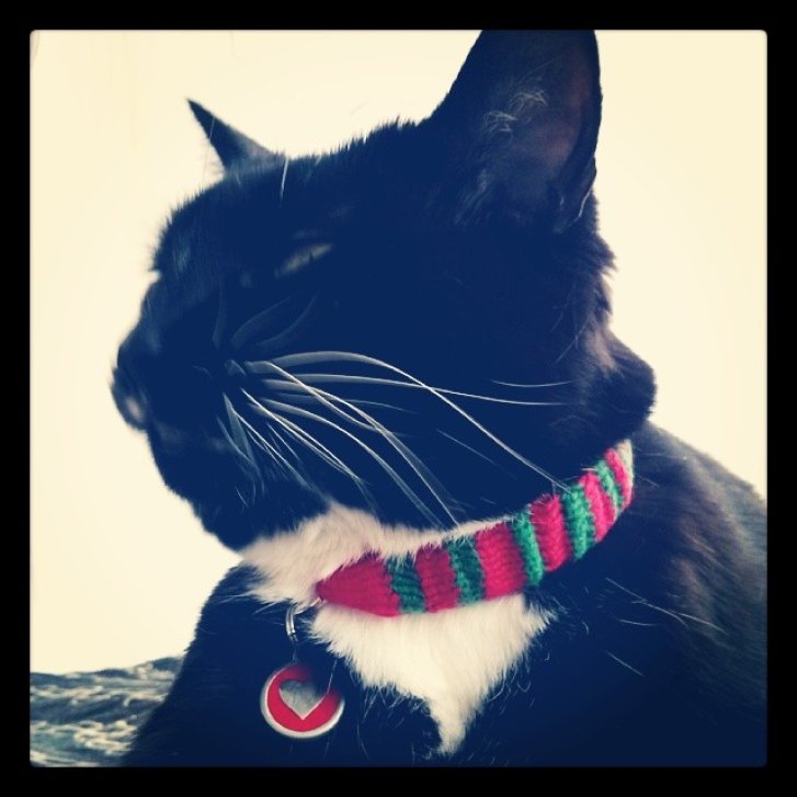 Picture of a cat / kitten / feline