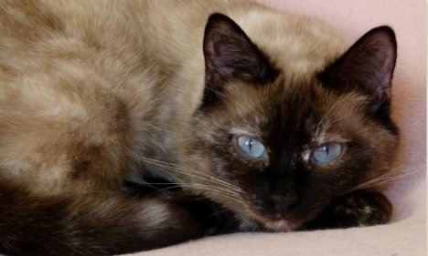 Picture of a cat / kitten / feline