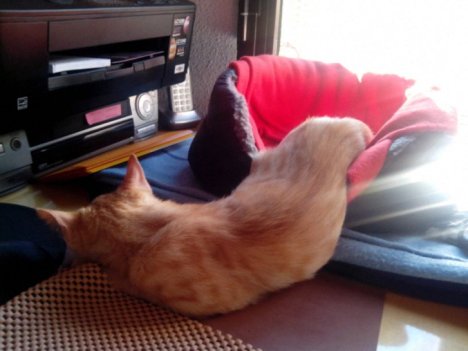 Picture of a cat / kitten / feline