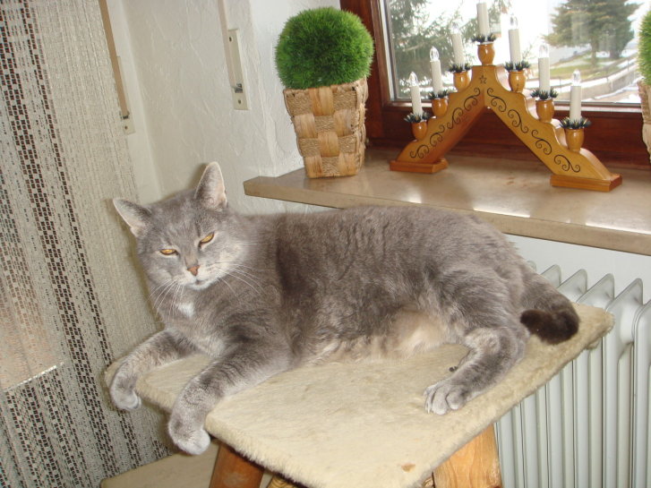 Picture of a cat / kitten / feline