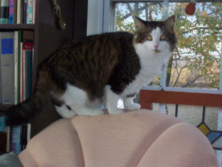 Picture of a cat / kitten / feline