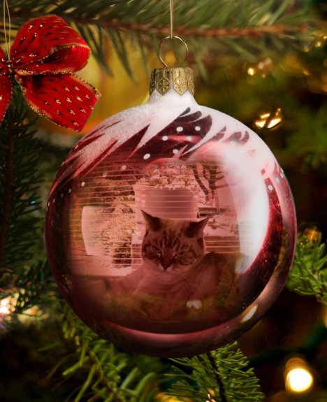 Picture of a cat / kitten / feline