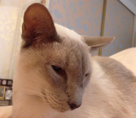 Picture of a cat / kitten / feline