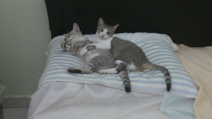 Picture of a cat / kitten / feline