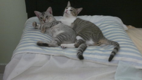 Picture of a cat / kitten / feline