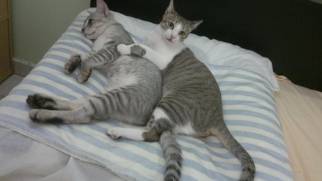 Picture of a cat / kitten / feline