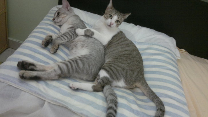 Picture of a cat / kitten / feline