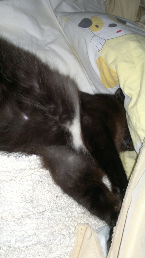 Picture of a cat / kitten / feline