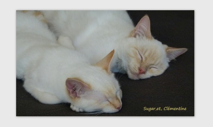 Picture of a cat / kitten / feline