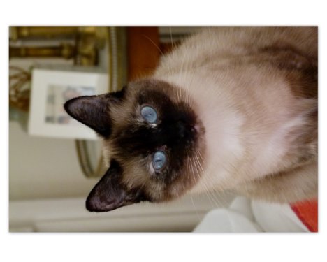 Picture of a cat / kitten / feline