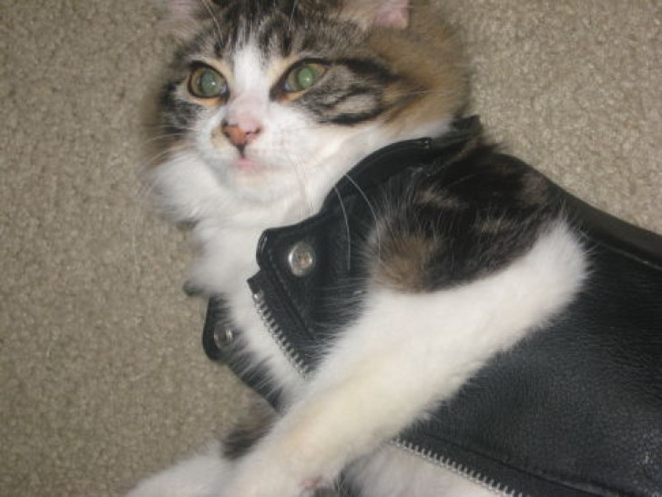 Picture of a cat / kitten / feline