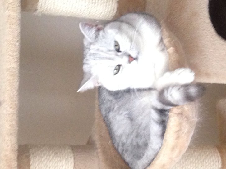 Picture of a cat / kitten / feline