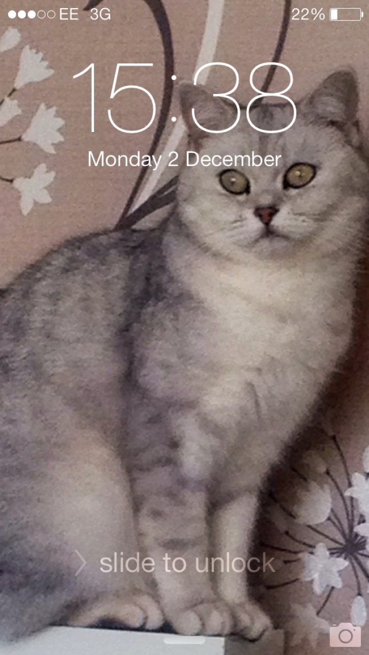 Picture of a cat / kitten / feline