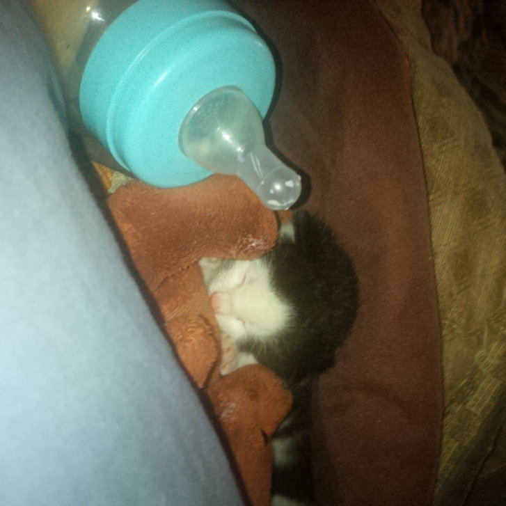 Picture of a cat / kitten / feline