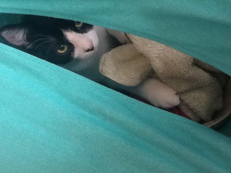 Picture of a cat / kitten / feline