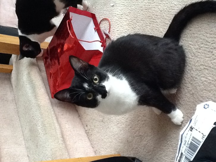 Picture of a cat / kitten / feline