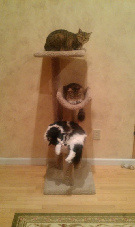 Picture of a cat / kitten / feline