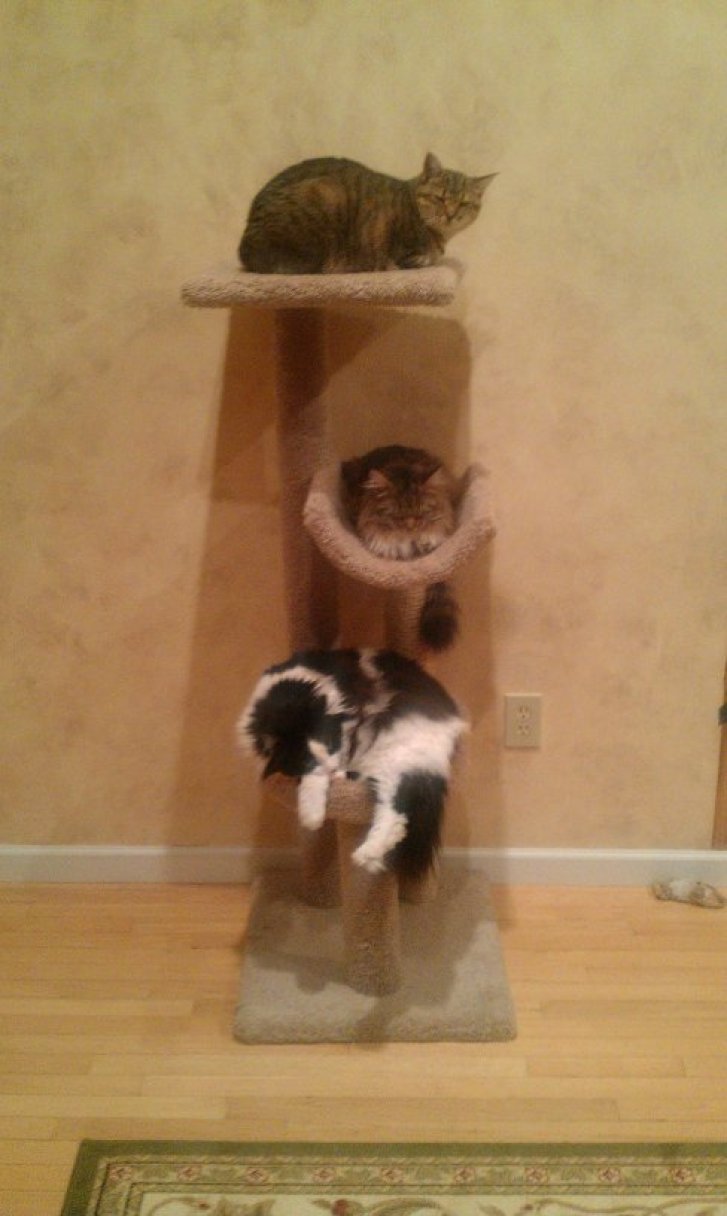 Picture of a cat / kitten / feline