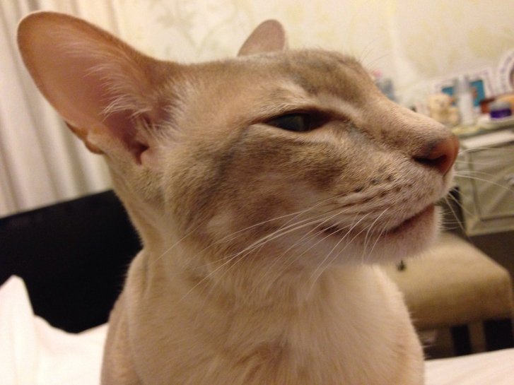 Picture of a cat / kitten / feline