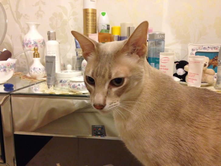 Picture of a cat / kitten / feline