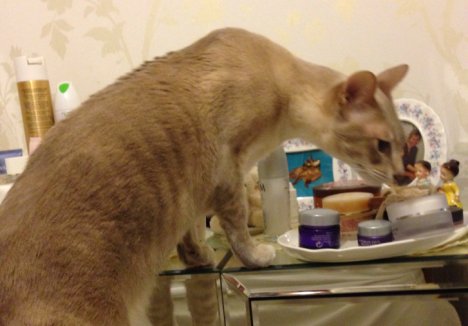 Picture of a cat / kitten / feline