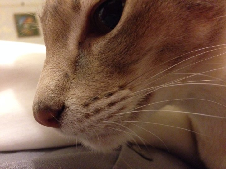 Picture of a cat / kitten / feline