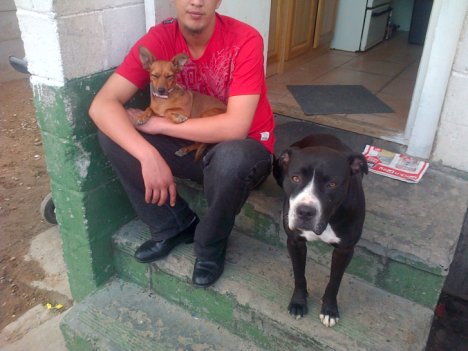 Picture of a cat / kitten / feline