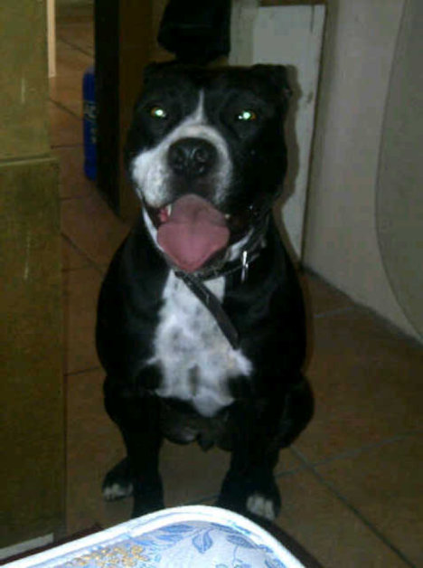 Picture of a cat / kitten / feline