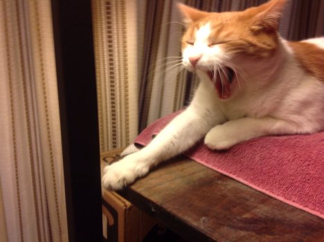 Picture of a cat / kitten / feline