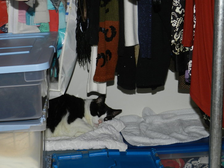 Picture of a cat / kitten / feline