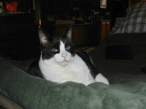 Picture of a cat / kitten / feline