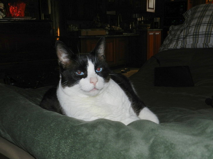 Picture of a cat / kitten / feline