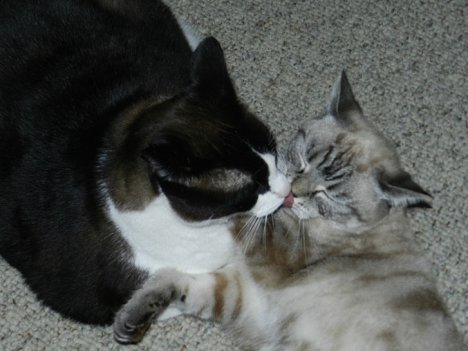 Picture of a cat / kitten / feline