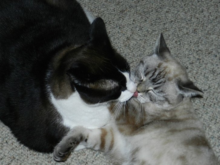 Picture of a cat / kitten / feline