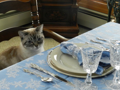 Picture of a cat / kitten / feline