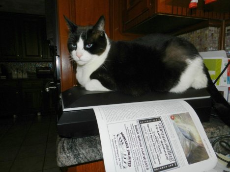 Picture of a cat / kitten / feline