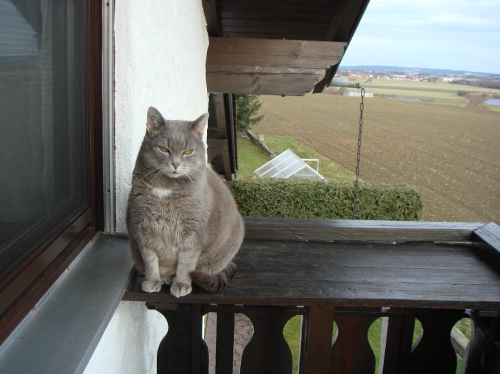 Picture of a cat / kitten / feline