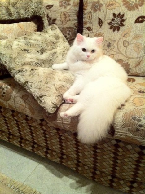 Picture of a cat / kitten / feline