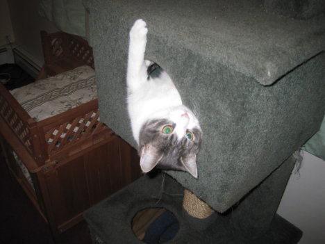 Picture of a cat / kitten / feline