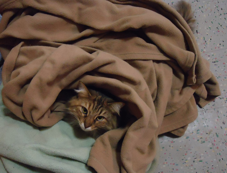 Picture of a cat / kitten / feline