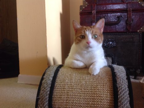 Picture of a cat / kitten / feline