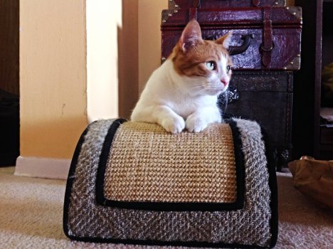 Picture of a cat / kitten / feline